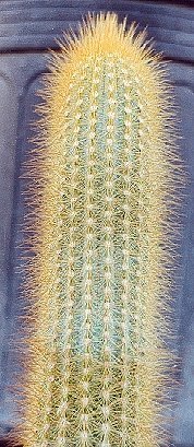 Micranthocereus_auri_azureus